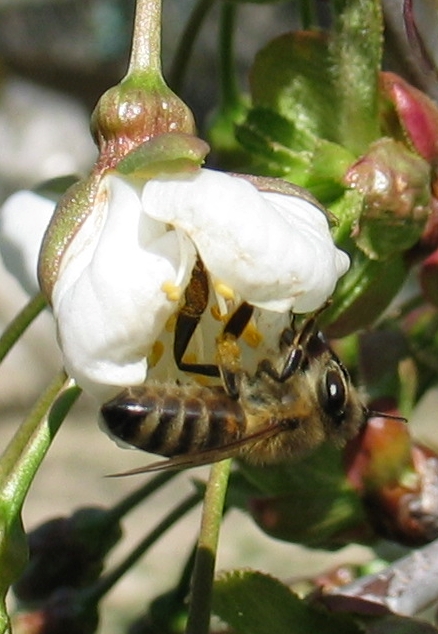 albina pe floare de visin