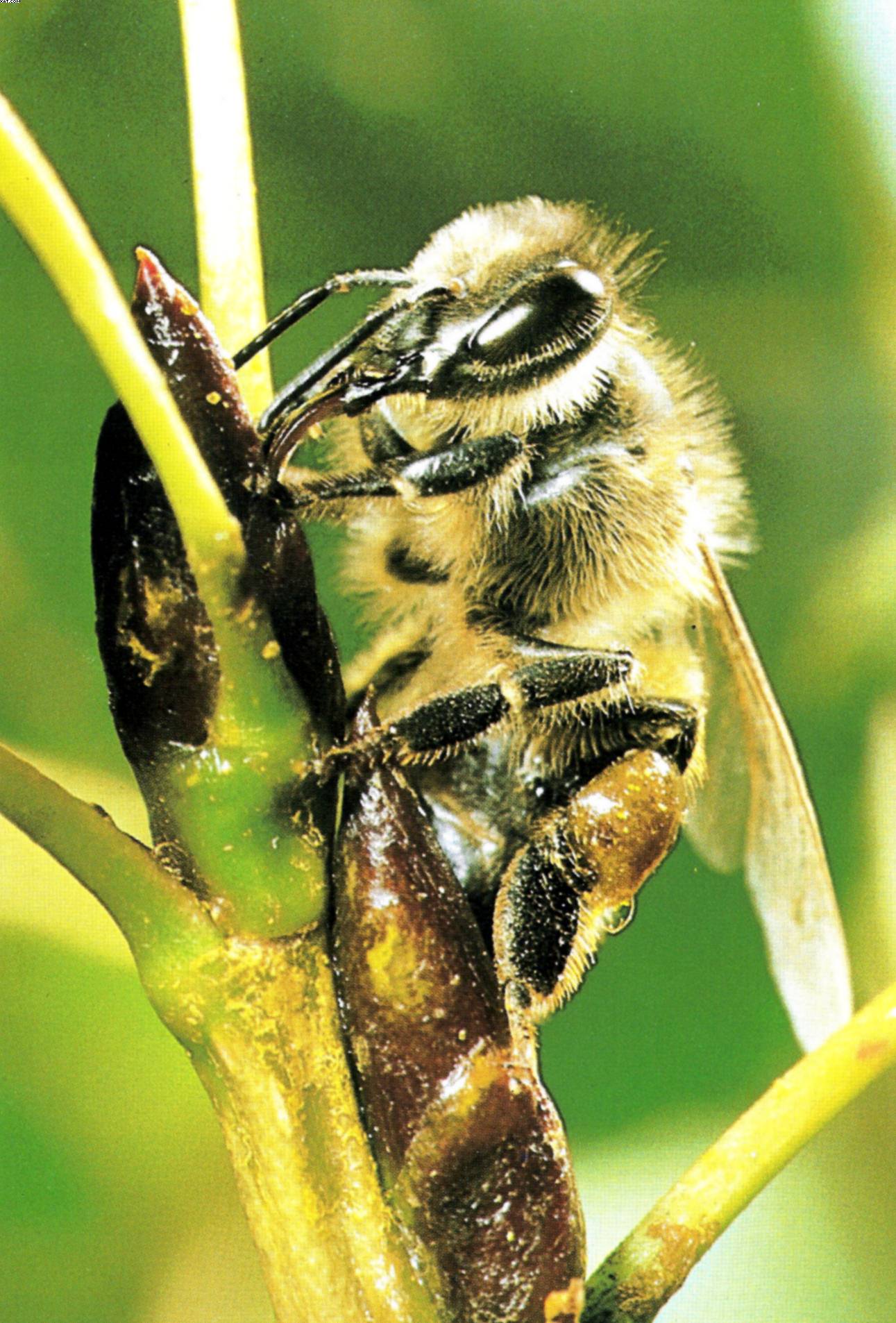 bee on poplar bud (best)