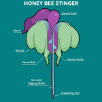 bee-stinger-animation